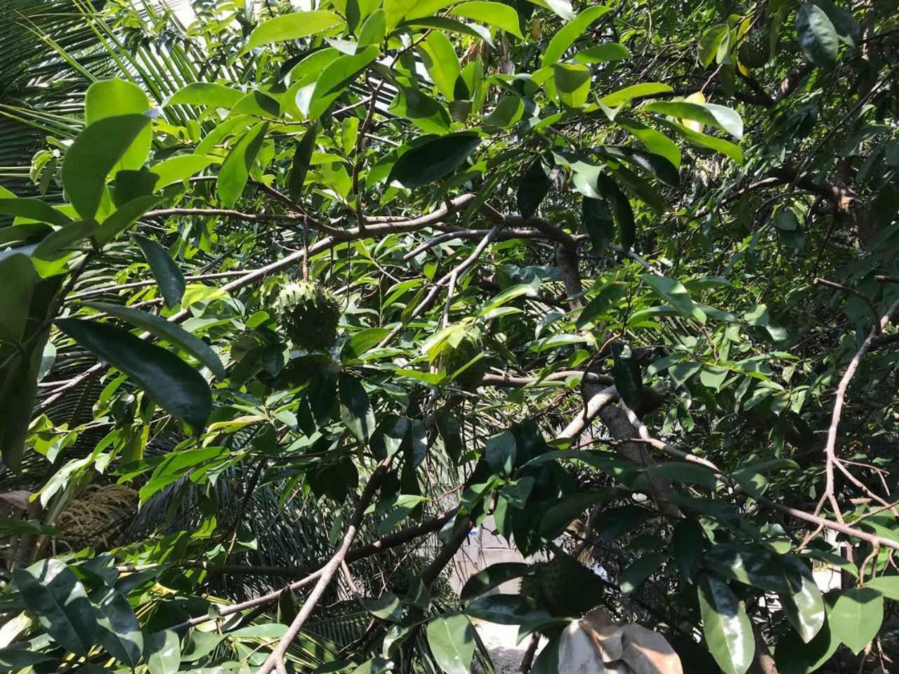 Suwani Pinnawala Homestay エクステリア 写真